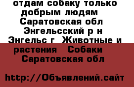 отдам собаку только добрым людям  - Саратовская обл., Энгельсский р-н, Энгельс г. Животные и растения » Собаки   . Саратовская обл.